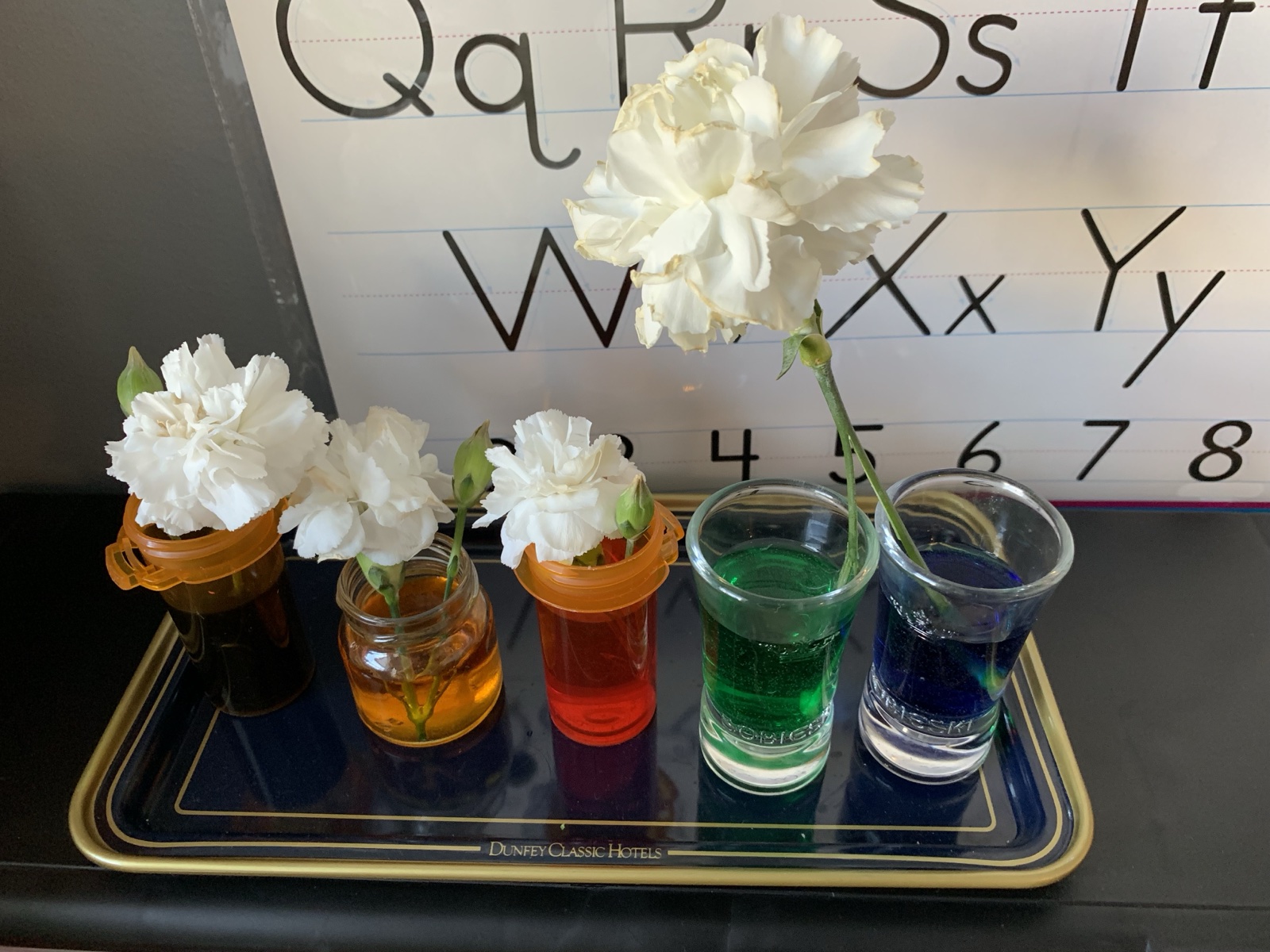 Students conducting a carnation science experiment